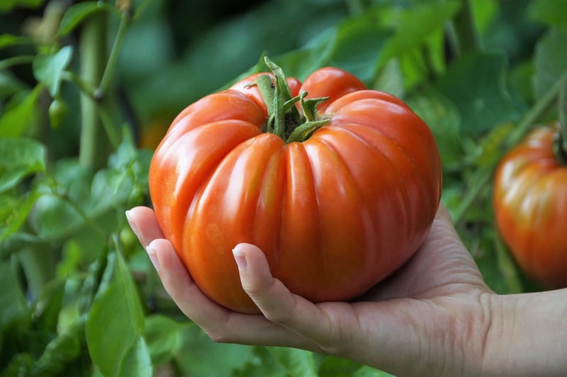 Vegetable Paradise